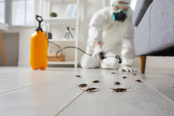 Commercial Rodent Management in Church Hill